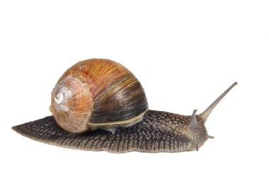 Snail isolated on white background clipart