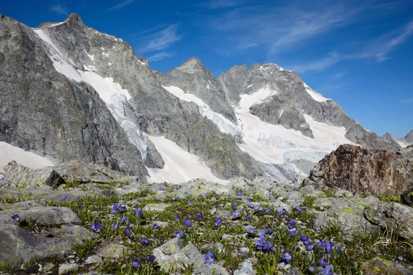 Blue flowers near of glacier — Stock Photo, Image