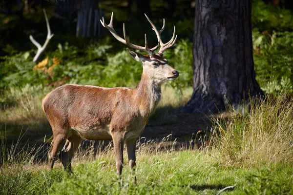 Deer in a forest — Stock Photo, Image
