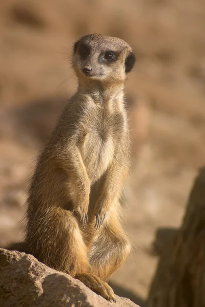 Komik meerkat — Stok fotoğraf