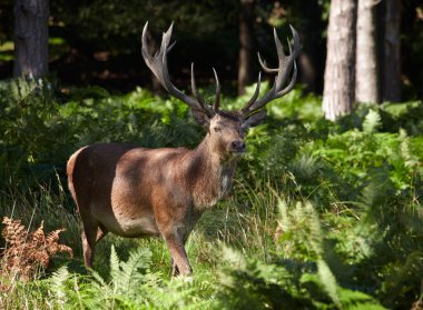 Royal stag in a pine forest clipart