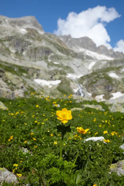 Yellow flower in a high mountains — Stock Photo, Image