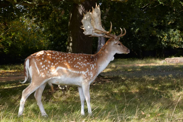 Dappled deer with great horning — Stock Photo, Image