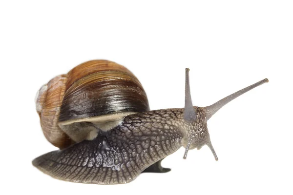 跳跃的蜗牛 — 图库照片