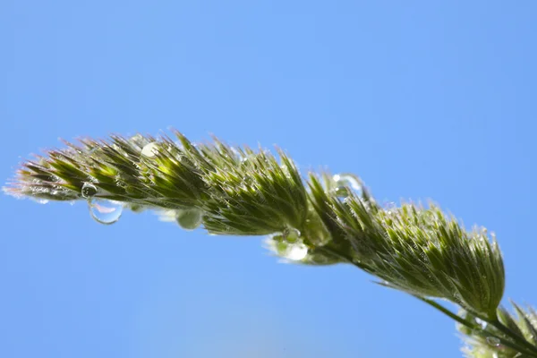 Primer plano de espiguilla de hierba con gotas de agua —  Fotos de Stock