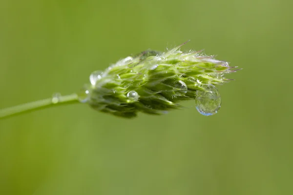 Macro foto de espigueta de grama com gotas de orvalho — Fotografia de Stock