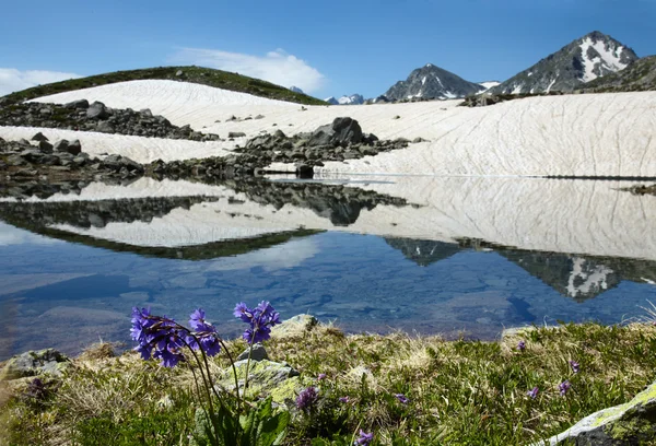 Bunga biru dekat danau — Stok Foto