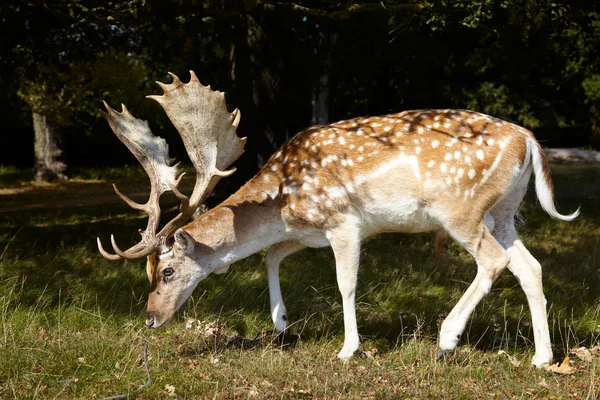 Sika deer with big horning — Stock Photo, Image