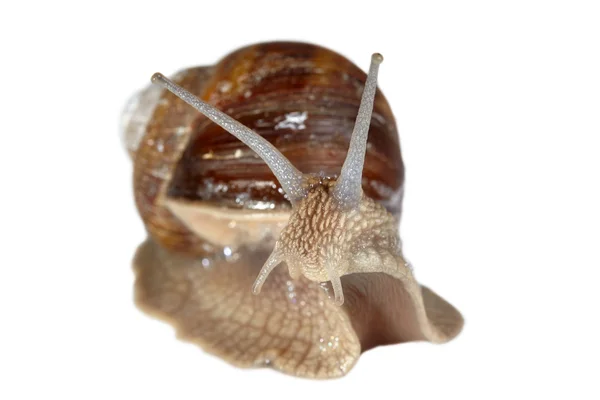 Closeup grapevine snail — Stock Photo, Image