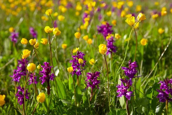 Flowering meadow — Stock Photo, Image