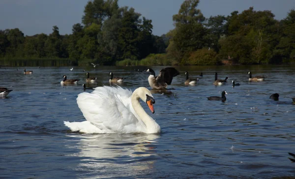Дикие птицы в озере — стоковое фото