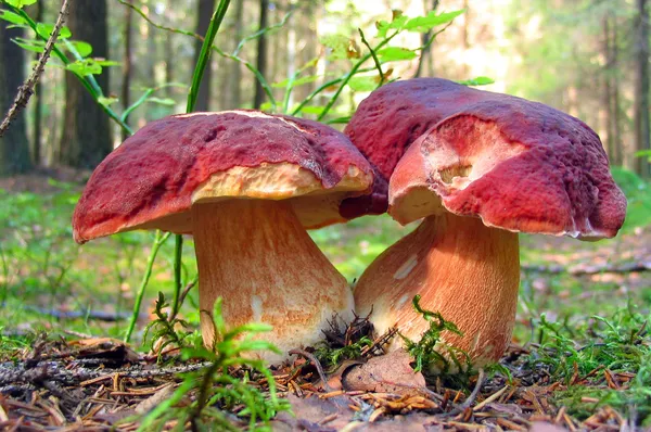 Two big mushrooms in autumn forest — Stock Image Two big mushrooms in autumn forest Stock Image