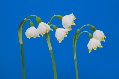 Leucojum vernum clipart