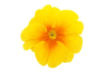 Yellow primrose clipart