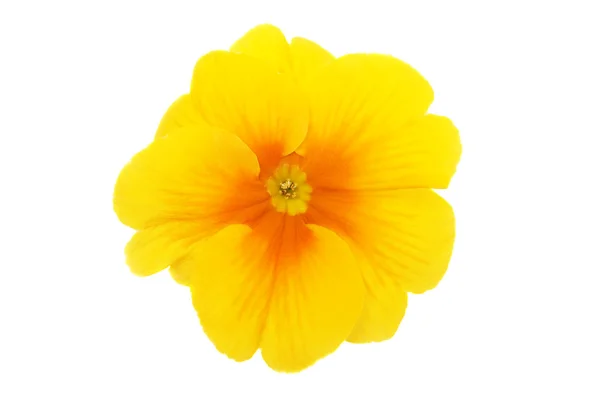 Prímula amarela — Fotografia de Stock