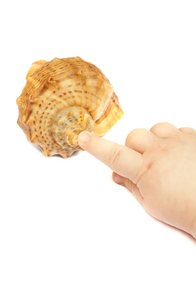 Child's hand touches a seashell — Stock Photo, Image