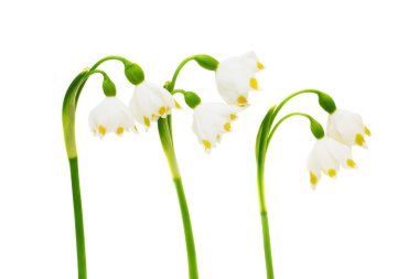 Leucojum vernum clipart