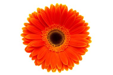 Orange gerbera clipart