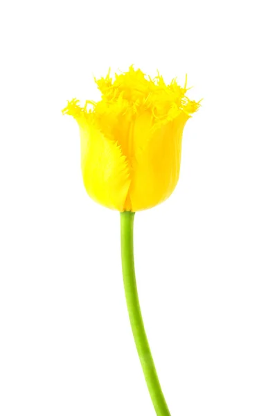 Żółty tulipan frędzlami hamilton — Zdjęcie stockowe