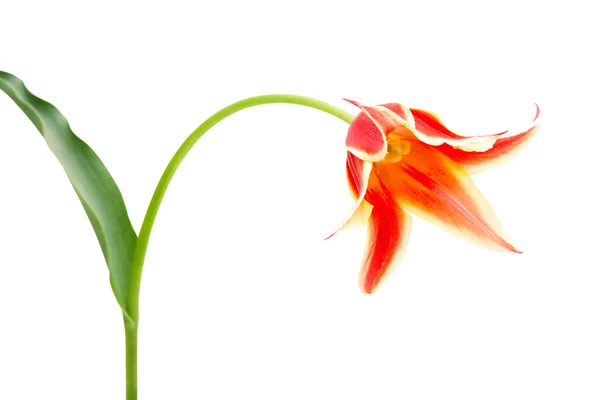Lily virágú tulipán aladdin — Stock Fotó