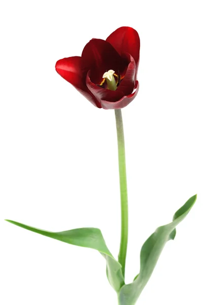 Borgonha tulipa isolada em branco — Fotografia de Stock