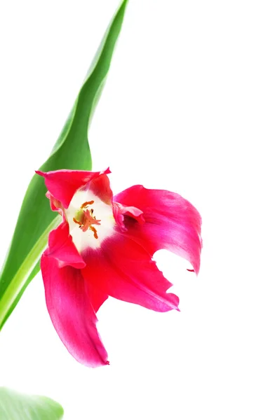 Menuett aus Tulpenpuppen — Stockfoto