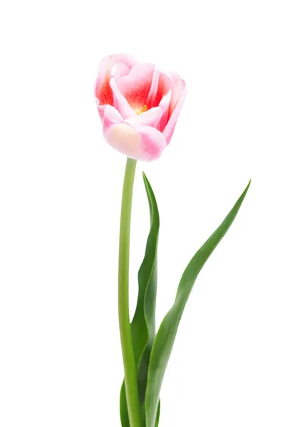 Triumph tulipa novo design — Fotografia de Stock
