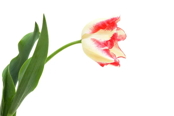 Tulipán triumf Tukan — Stock fotografie