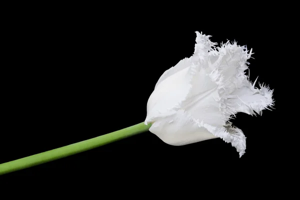 Frędzlami biały tulipan — Zdjęcie stockowe