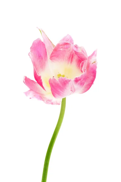 Papagaio-de-rosa Tulipa — Fotografia de Stock