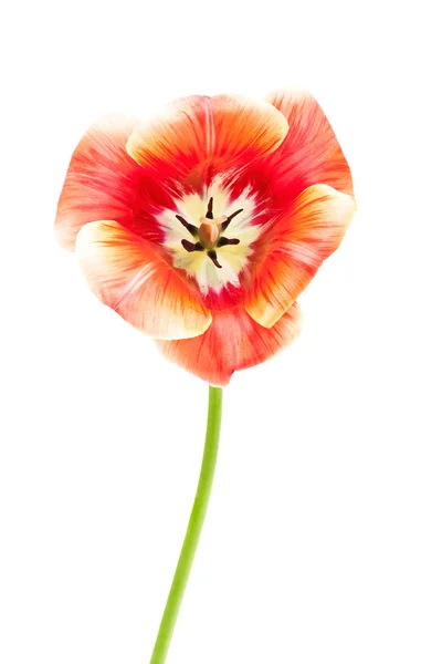 Tulip darwin hibrid amerikai álom — Stock Fotó