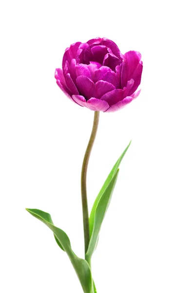 Lila perfektion dubbel pion tulip — Stockfoto