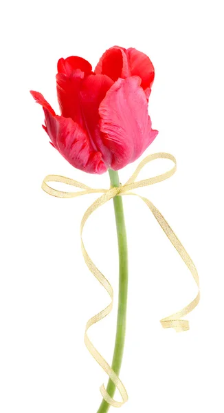 Perroquet Tulipe Rouge Neige — Photo