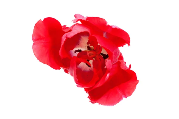 Perroquet Tulipe Rouge Neige — Photo