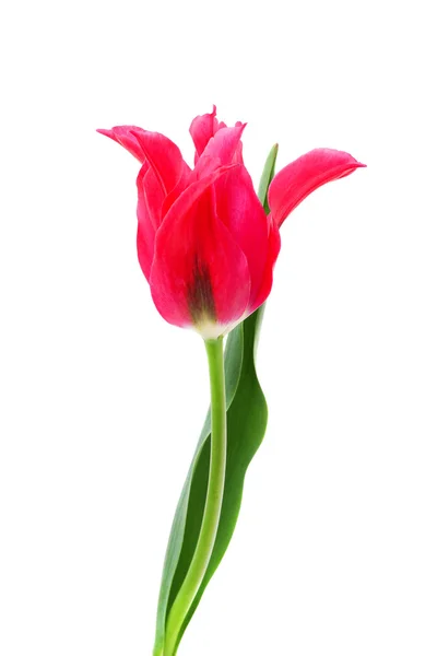 Tulipan triumph lalek Menuet — Zdjęcie stockowe