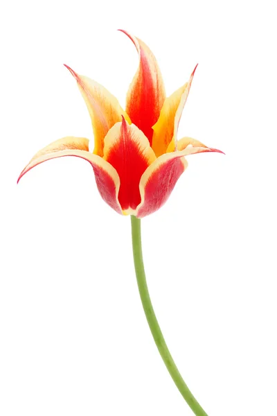Lily flowered Tulip Aladdin Stock Picture