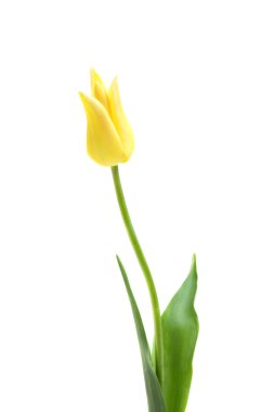 Lily flowered tulip West Point clipart