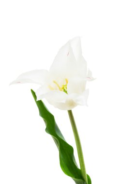 Lily flowered tulip White Triumphator clipart