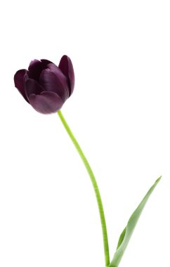 Single Late Tulip Queen of the Night clipart