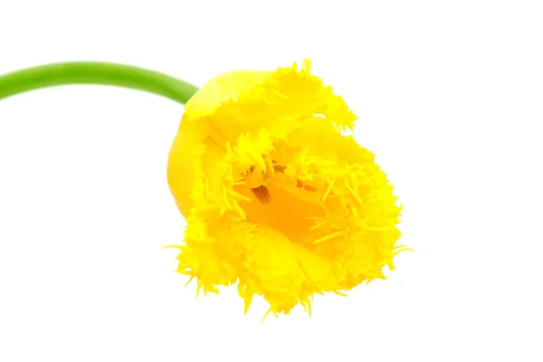 Gele gerafelde tulip hamilton — Stockfoto