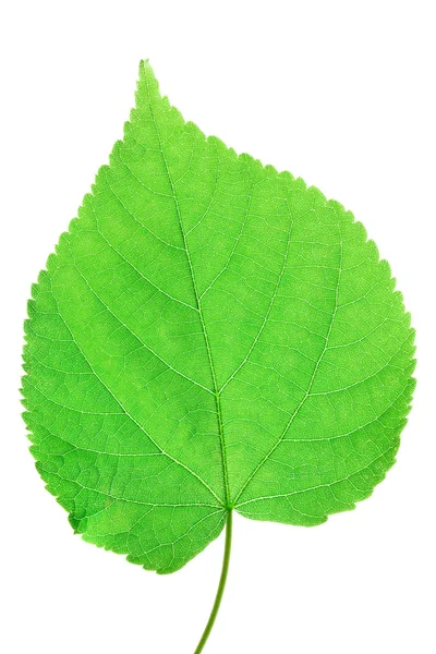 stock image Green leaf macro