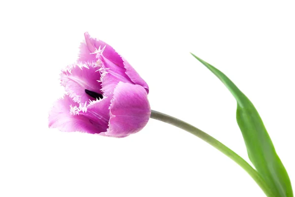 Fringed violeta tulipa azul garça — Fotografia de Stock