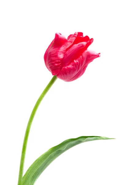Tulipán de loro rojo —  Fotos de Stock