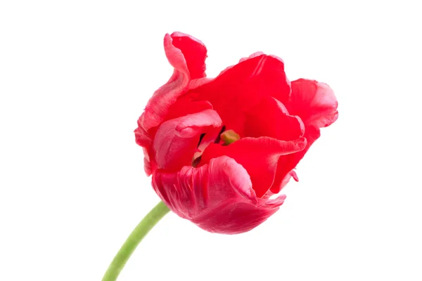 赤いオウム チューリップ — ストック写真