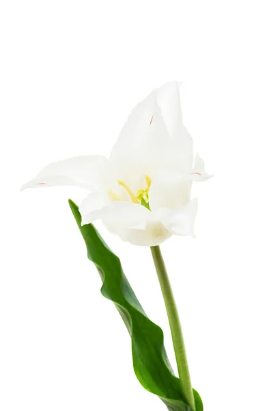 ユリの花白のチューリップ triumphator — ストック写真