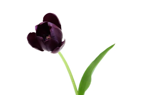 Single Late Tulip Queen of the Night — Stock Photo, Image