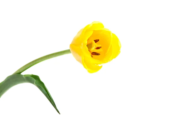 Triunfo Tulipa Amarelo em massa — Fotografia de Stock