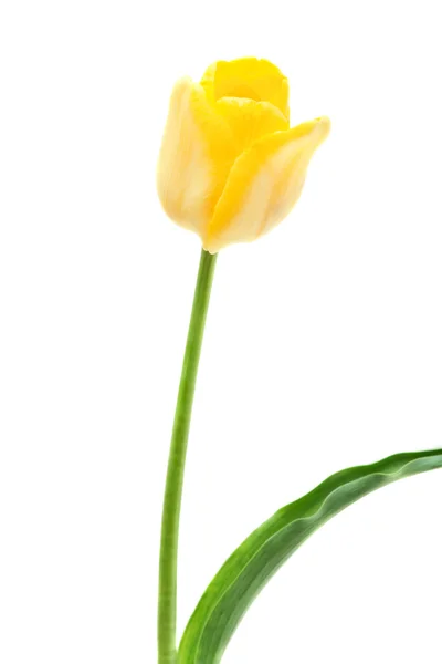 Triumph tulip Yellow Bulk — Stock Photo, Image
