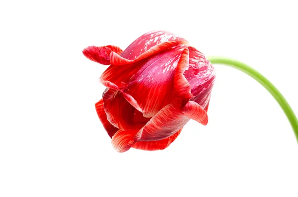 Большой красный тюльпан изолирован на белом — стоковое фото