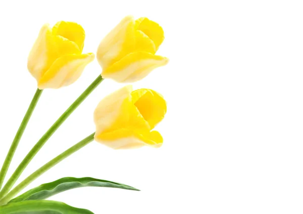 Три жовті тюльпани ізольовані на білому — стокове фото